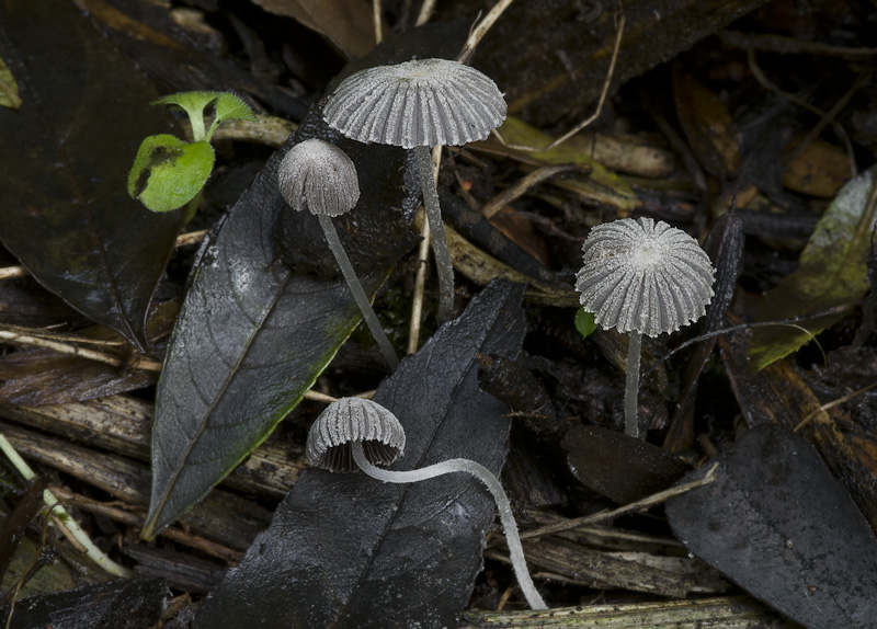 Coprinopsis candidatus